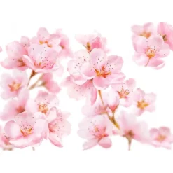 Kneipp Soft Skin Bodylotion 200 ML