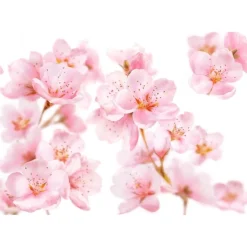 Kneipp Soft Skin Sugar & Oil Bodyscrub 220 GR