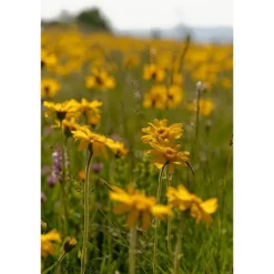 Weleda Arnica Sport Massageolie 100 ML