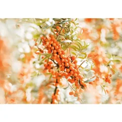 Weleda Duindoorn Handcrème 50 ML