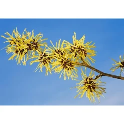 Weleda Milde Reinigingsmousse 150 ML