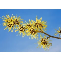 Weleda Verfrissende Reinigingsgel 150 ML