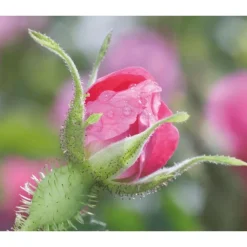 Weleda Wilde Rozen & Witte Thee Vitaliserende Nachtcrème 40 ML